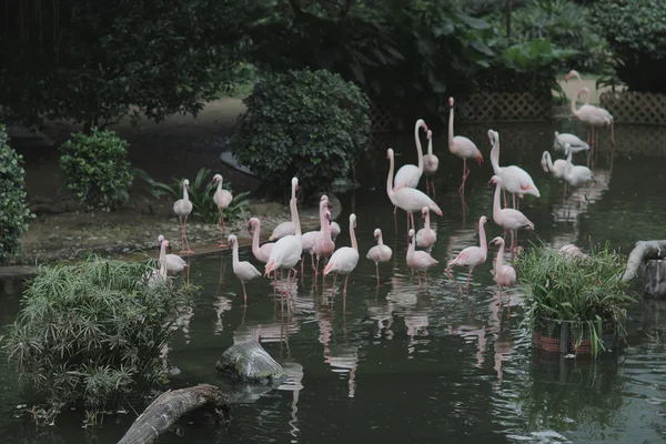 Flamingo bir çeşit yürüyen kuş vardır — Stok fotoğraf