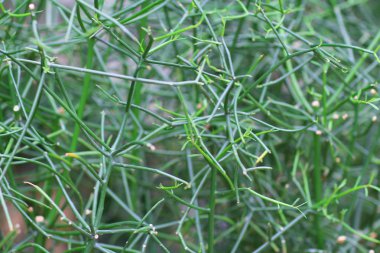 Süt Bush bitkisel tedavi, hemoroid