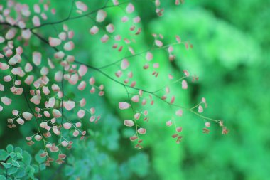  Delta Baldırıkara otu fern kırmızı renkte