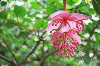Medinilla magnifica pembe renk