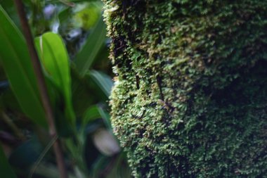 park yosunlu orman detayları
