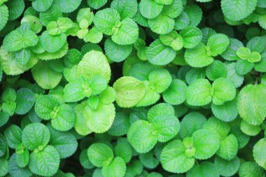 Soyut arkaplan üzerinde yeşil yapraklar