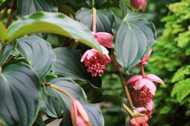 Medinilla magnifica pembe renk