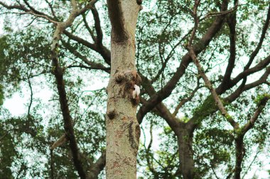 Bunu uçakta şube hk