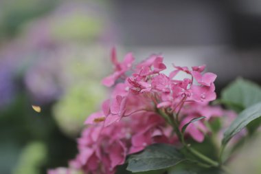 Fransız ortanca Hydrangea macrophylla 