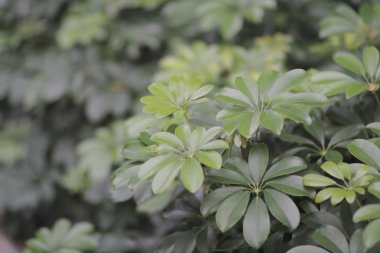 Soyut arkaplan üzerinde yeşil yapraklar