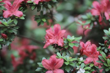  güzel pembe ormangülü çiçek