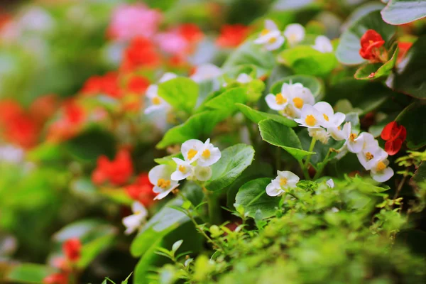 Lit de fleurs coloré au parc — Photo