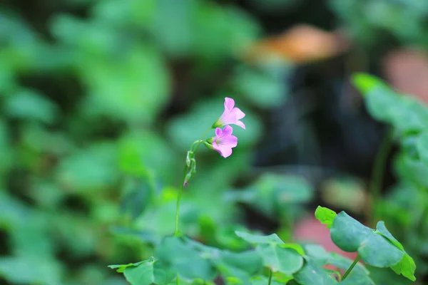 Färgstark blomma säng på park — Stockfoto