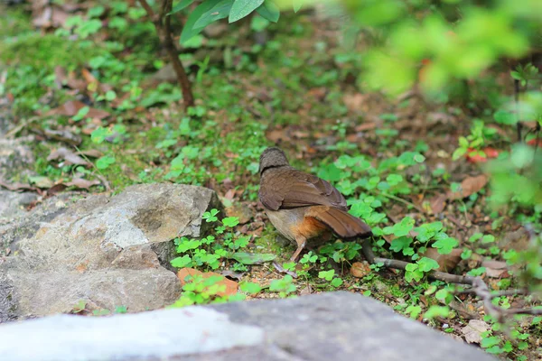 植物の鳥 — ストック写真