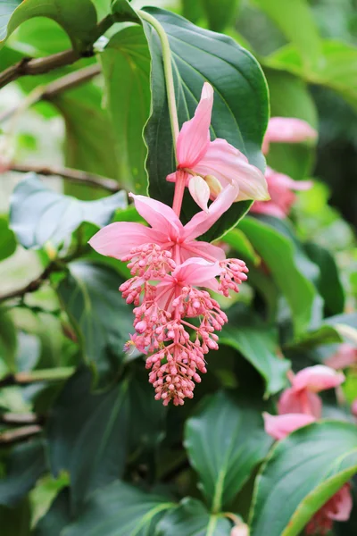 Medinilla magnifica розового цвета — стоковое фото