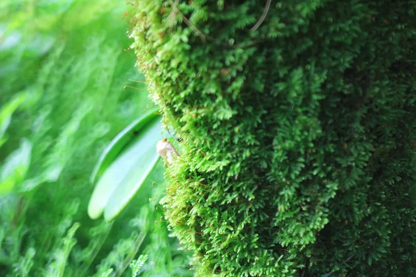 A floresta musgosa Detalhes no parque — Fotografia de Stock