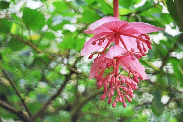 Medinilla magnifica růžová barva — Stock fotografie