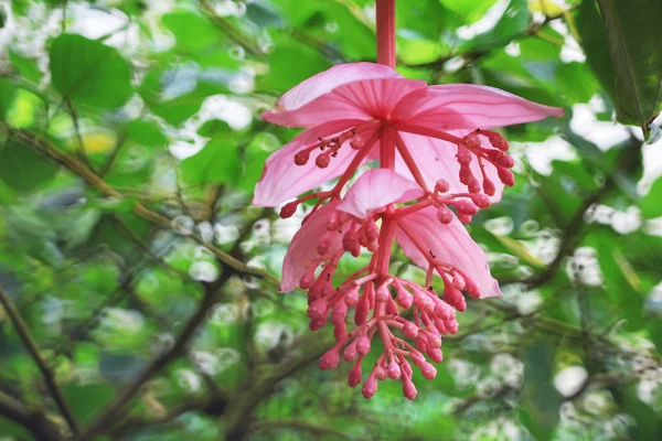 Medinilla magnifica розового цвета — стоковое фото