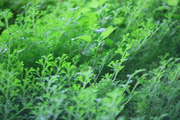 Feuilles vertes de fougère — Photo