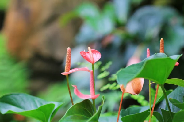 Coração em forma e tropical rosa — Fotografia de Stock