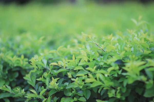Pianta verde, sfondo trifoglio verde — Foto Stock