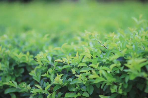 Pianta verde, sfondo trifoglio verde — Foto Stock