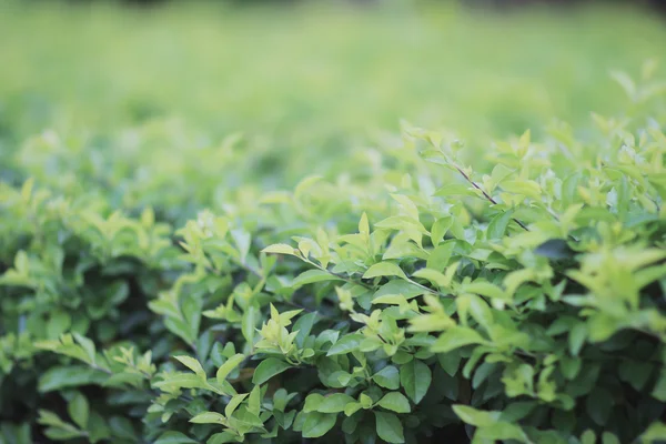 Yeşil bitki, yeşil yonca arka plan — Stok fotoğraf