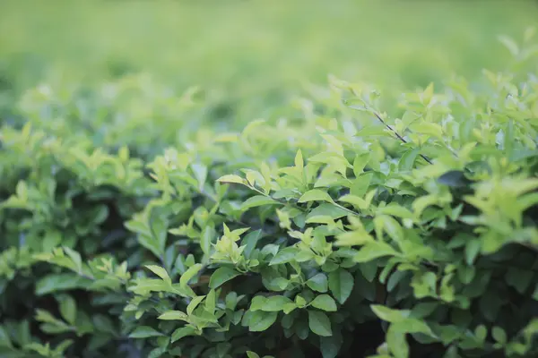 Groene plant, groene klaver achtergrond — Stockfoto