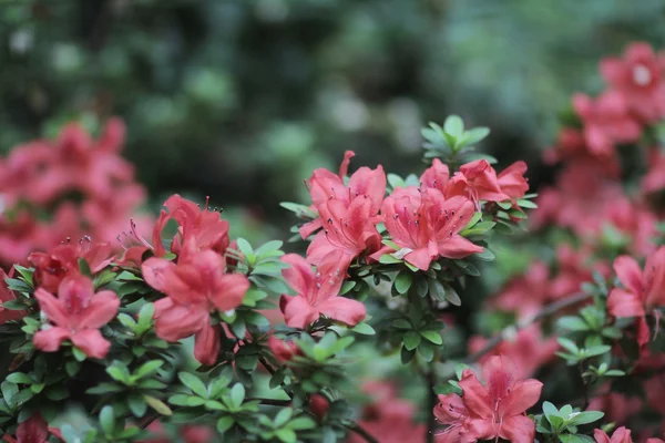 Belles fleurs rose rhododendron — Photo