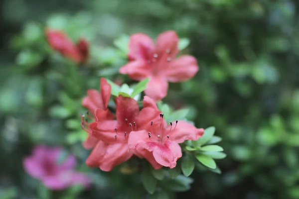 Όμορφη rhododendron ροζ λουλούδια — Φωτογραφία Αρχείου