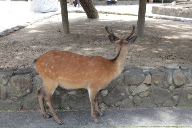 Itsukushima Tapınak, Hiroshima, Japonya