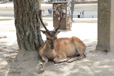 Japonya geyik Miyajima Adası