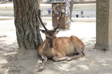 Japonya geyik Miyajima Adası