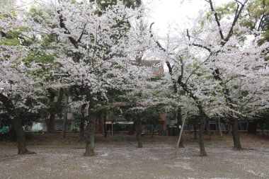 Kiraz ağacının bir görüntü