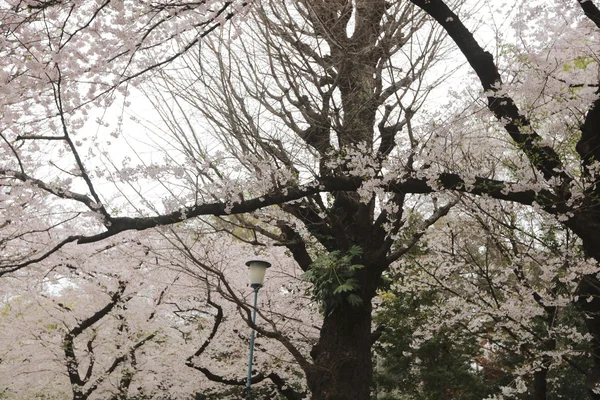 Kiraz ağacının bir görüntü — Stok fotoğraf