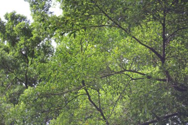 yeşil doğa ile arka plan için bir ağaç 