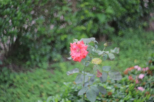 Rose med natur bakgrund — Stockfoto