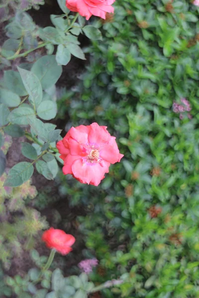 Rosa con fondo natural — Foto de Stock