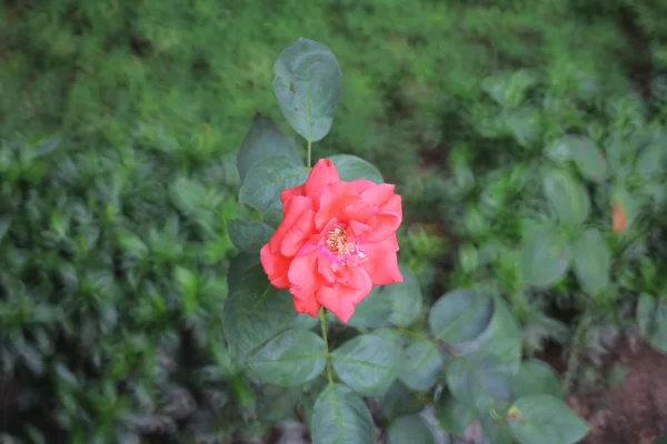 Rosa con fondo natural —  Fotos de Stock