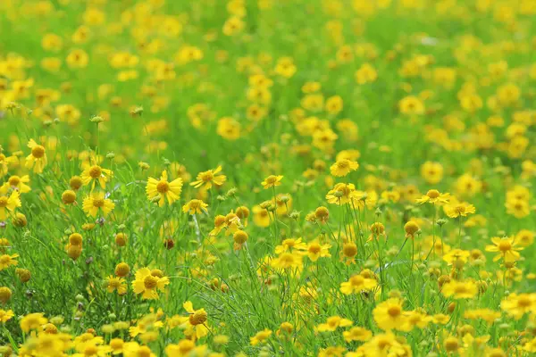 Gele bloem bed — Stockfoto