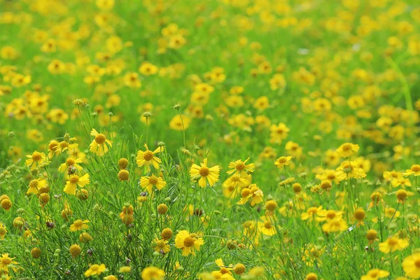 黄色の花壇 — ストック写真
