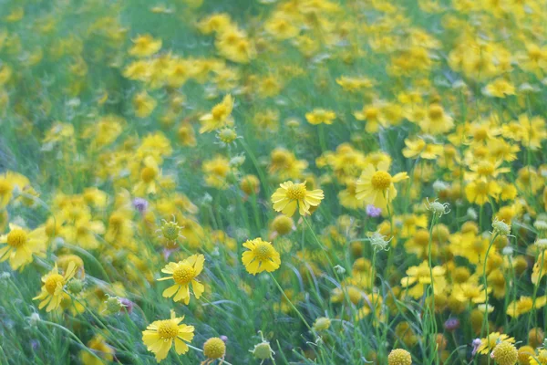 Gele bloem bed — Stockfoto