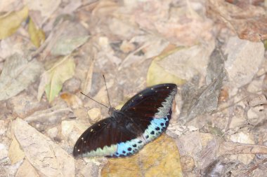 Mavi güveler. Doğanın arka planında