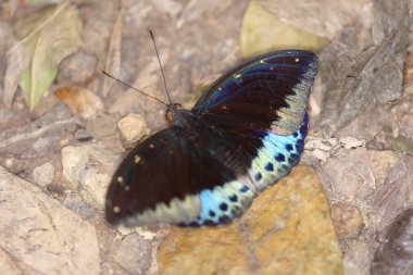 Mavi güveler. Doğanın arka planında