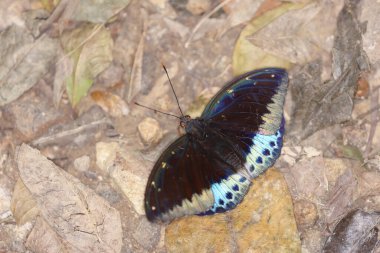 Mavi güveler. Doğanın arka planında