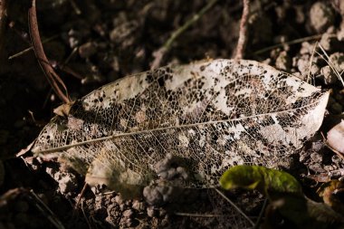 Doğası olmayan eski kutsal yaprak iskeleti.