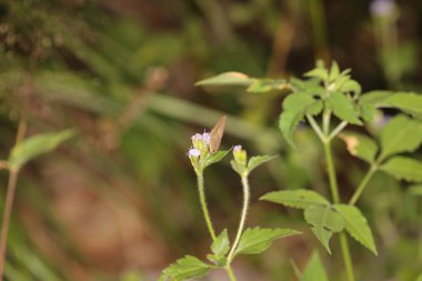 Kelebek doğanın arka planında
