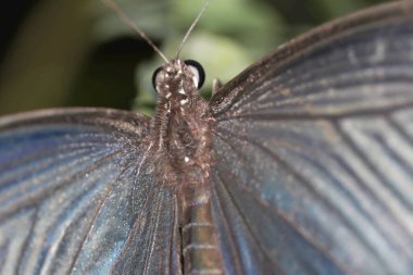 Bir Atrophaneura Alcinous, güzel popüler Kırlangıç Kelebeği Çin 'deki ormanlardan.