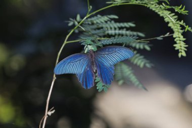 Bir Atrophaneura Alcinous, güzel popüler Kırlangıç Kelebeği Çin 'deki ormanlardan.