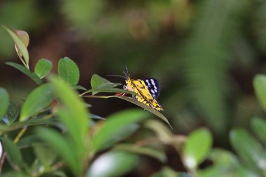 Doğadaki Obeidia güveleri.