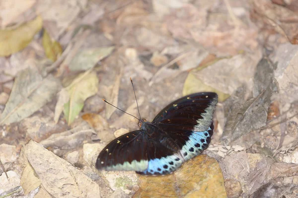 Die Blauen Falter Hintergrund Der Natur — Stockfoto