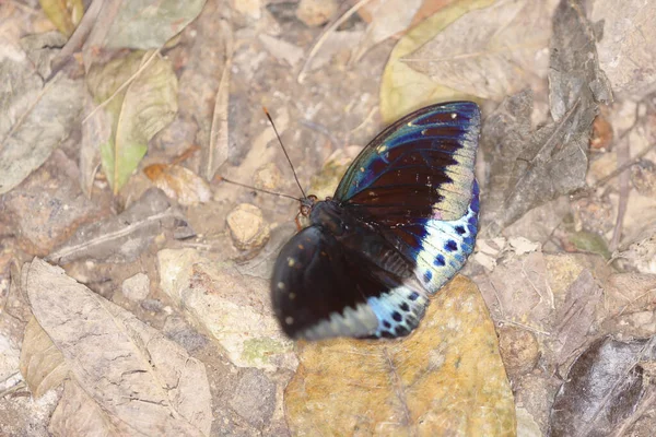 Blå Nattfjärilarna Vid Naturen Bakgrund — Stockfoto