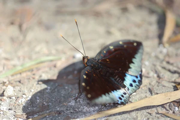 Blue Moths Nature Back Ground — Stock Photo, Image