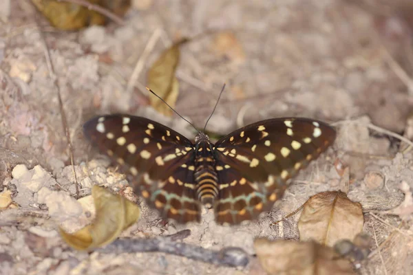 Grote Vlinder Met Gele Vleugels Isoleren Natuur — Stockfoto